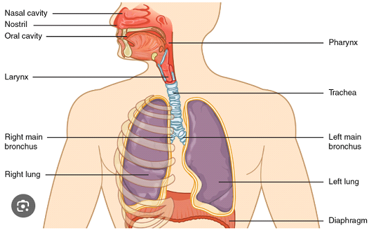 fundamentals of respiratory care